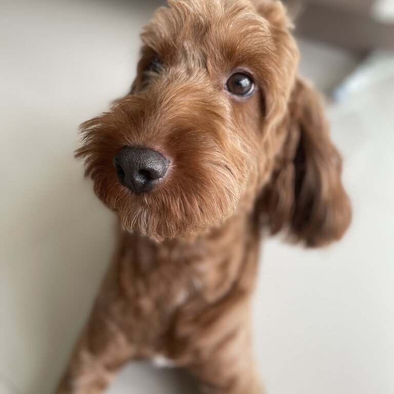 2-year old, 13kg, Irish Doodle 