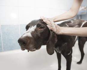 Dog Grooming Singapore