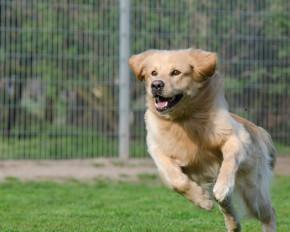 Dog Kennels Singapore